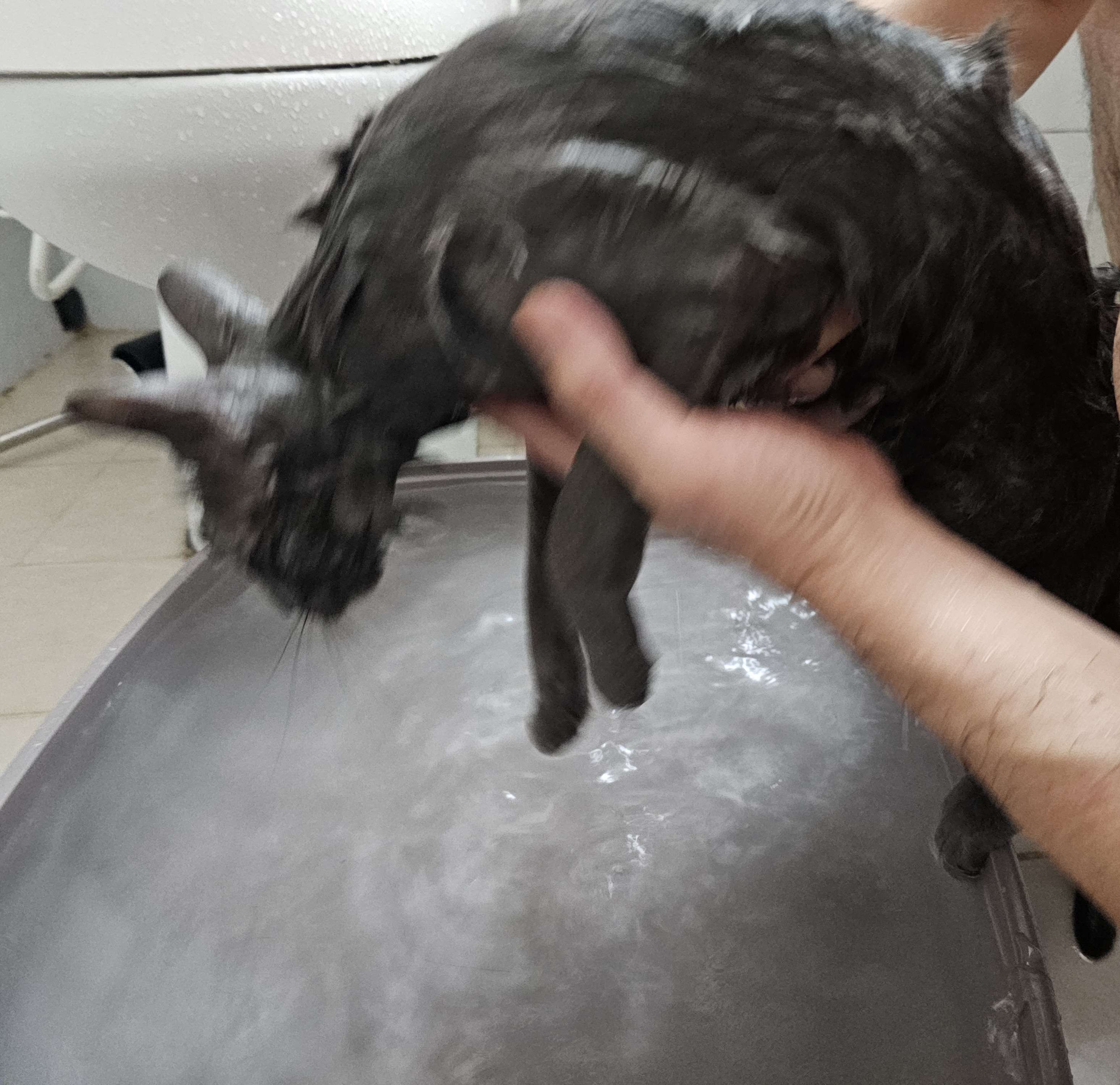 고양이 목욕