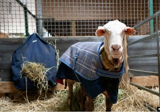 양털을 제거한 후의 모습