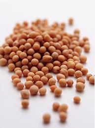 차가버섯구하는곳