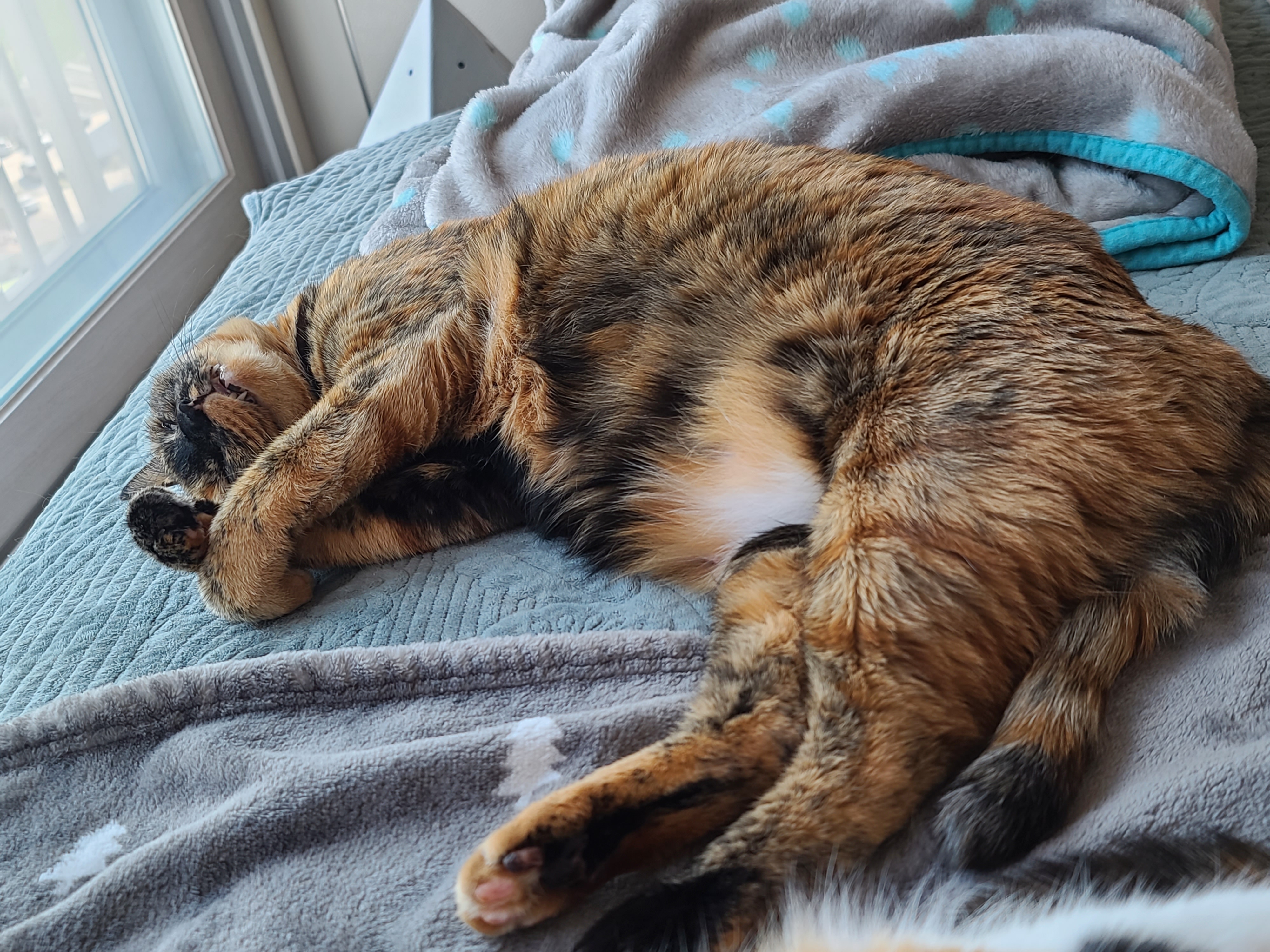 오늘은 어린이날. 우리집은 냥린이날! 냥린이날 아홉냥이들에게 보내는 엄마집사의 마음.