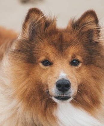 강아지 사료 추천