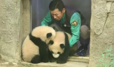 루이바오-후이바오