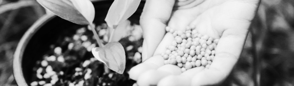 화초 비료 필수 지식 ③ 부족 · 과잉