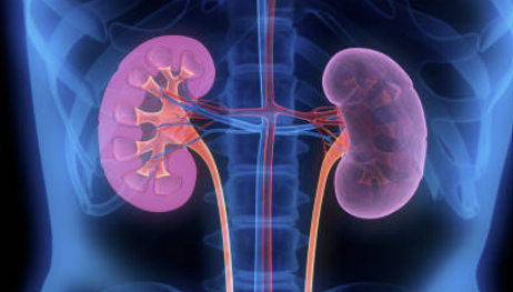 신장에 좋은 음식 신장 안좋으면 나타나는 현상 등 알아보기(24년 Ver)