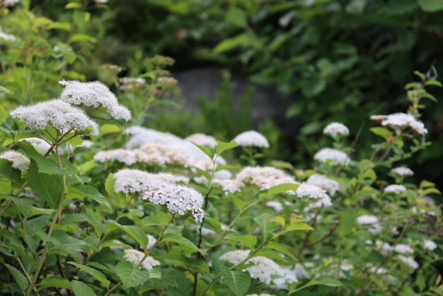 국립 백두대간수목원