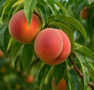 복숭아 보관방법