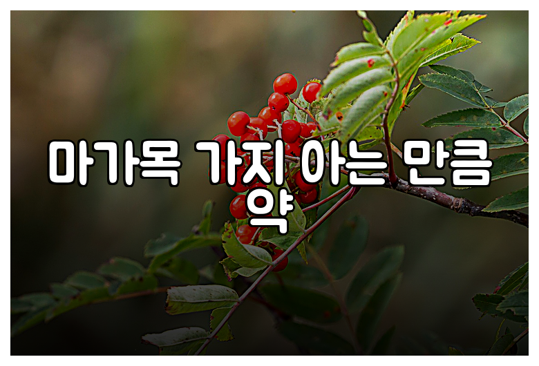 마가목 가지 아는 만큼 약