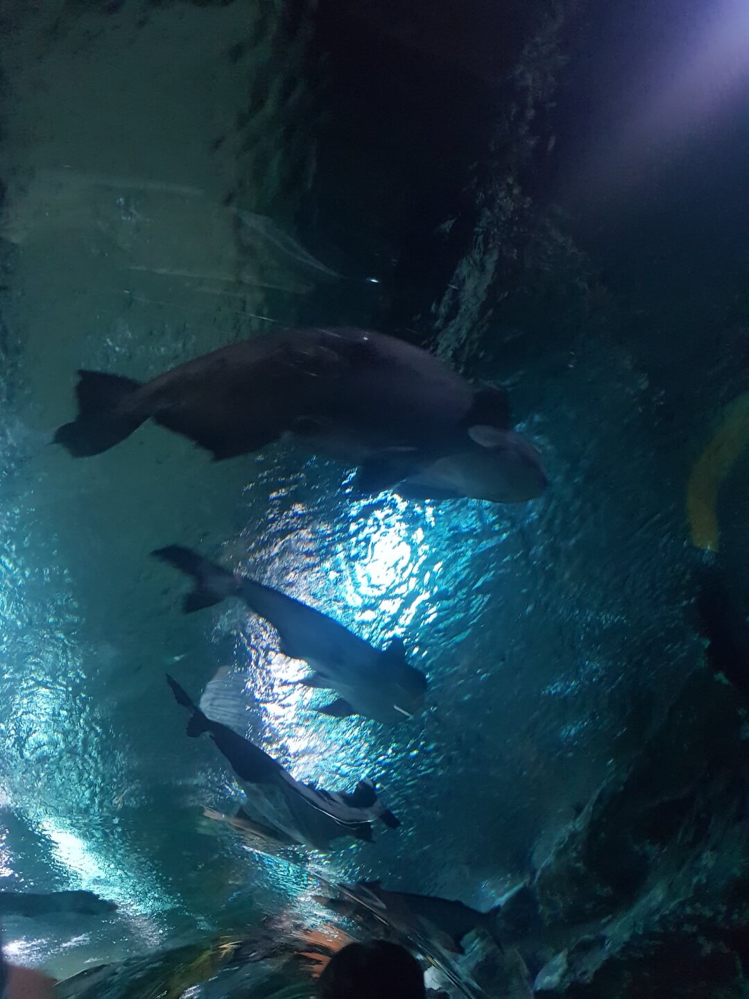 송파구 잠실 놀거리 롯데월드 아쿠아리움 위치 리뷰