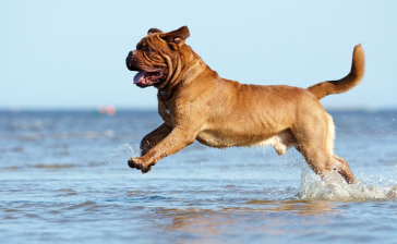 물가에서 노는 보르도 마스티프.