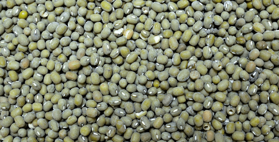 녹두와 녹두로 만든 음식 사진 - 7812