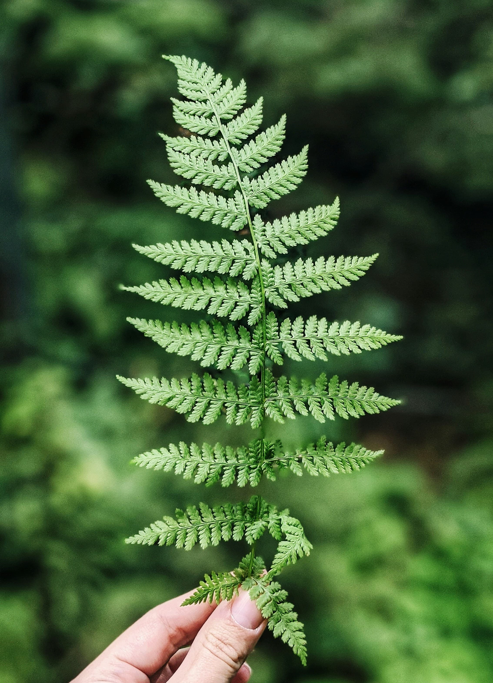 추천 공기정화식물 TOP 7