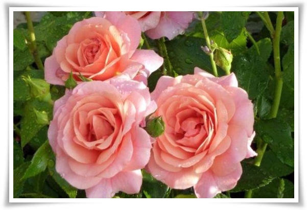 화초 &quot;월계화&quot; 봄부터 가을까지, 장미인 듯 장미 아닌 향기로운 꽃의 여왕!