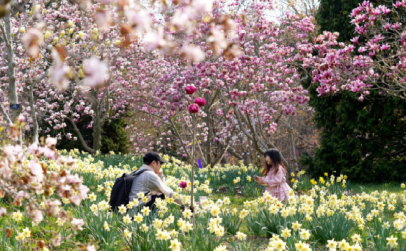 천리포수목원 목련축제