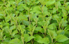 비단풀 효능과 부작용 총정리 : 전통 약초의 놀라운 기능