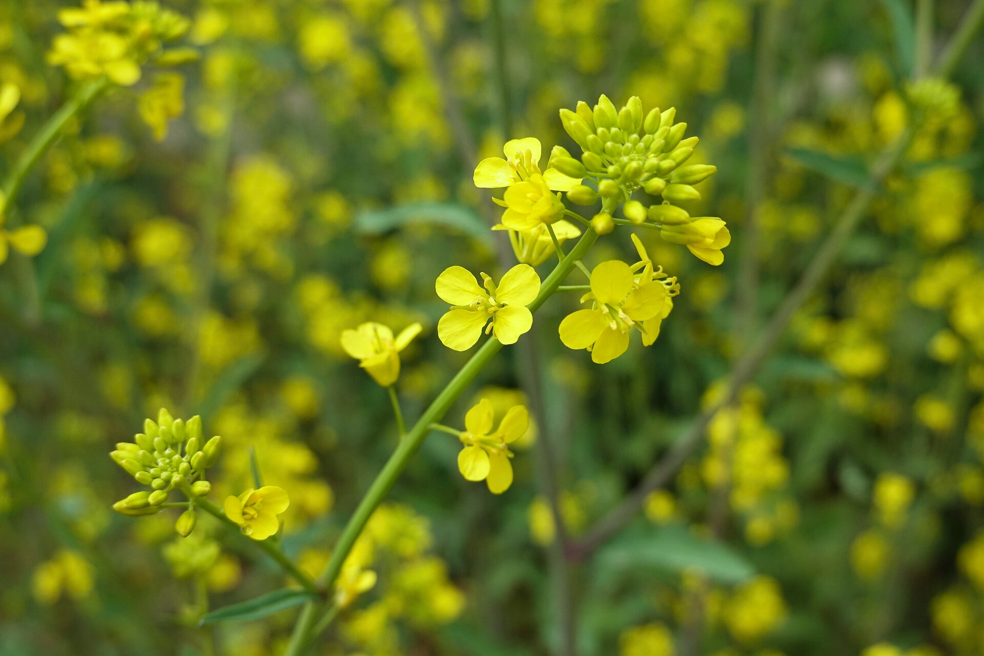 한국 야생화 관련 사진