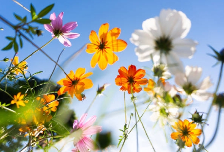 생화의 생생하고 예쁜 모습 사진