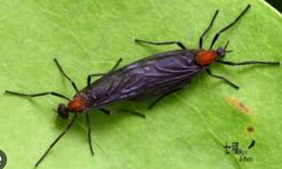 러브버그퇴치법5