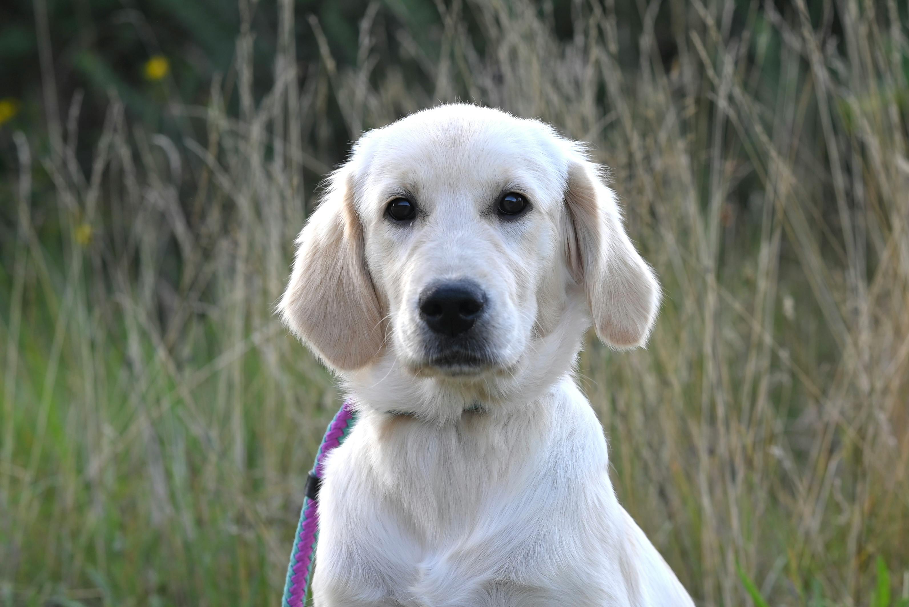 개 꿈 해몽 &mdash; 강아지와 개가 전하는 꿈속 메시지