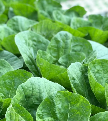 양배추 효능과 부작용 칼로리