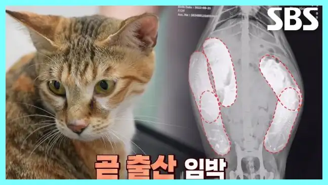 동물농장 재방송 시간 다시보기