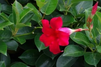 8월에 피는 꽃 이름 종류별 특징 정리 보기_15