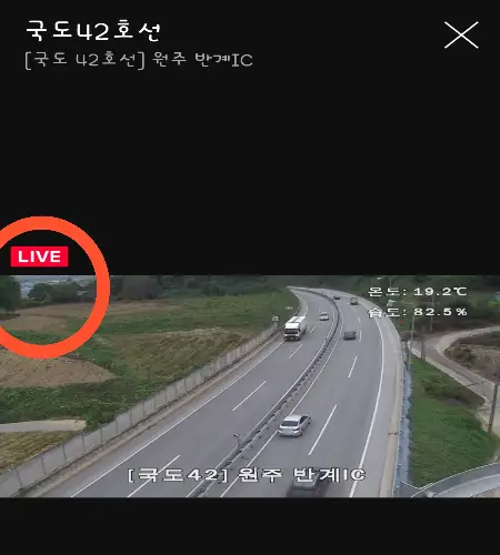 반계리 은행나무 실시간_3