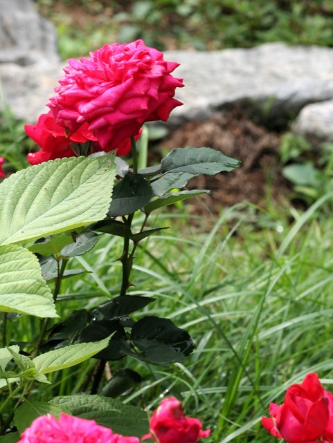 서울장미축제 장미꽃 클로즈업 풍경