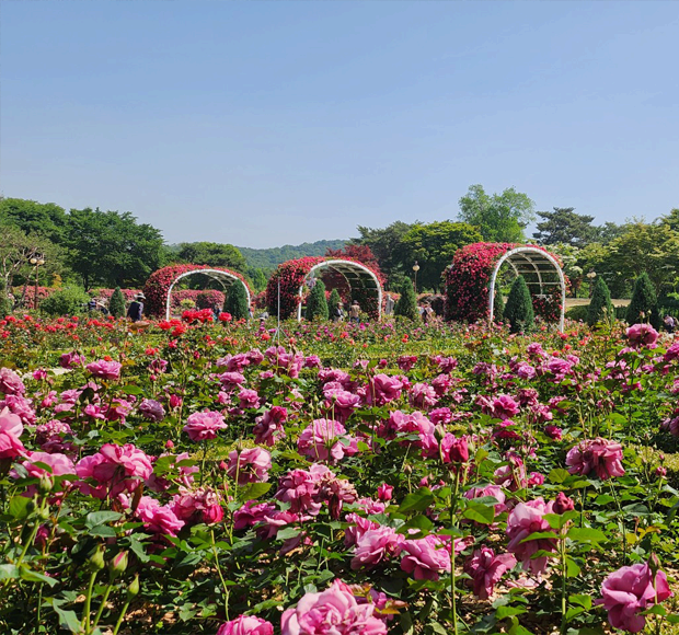 6월 꽃 축제 총정리 ❘ 지역별 꽃 구경 명소와 일정 안내