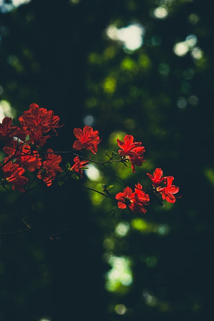 2025 세종수목원 야간개장 행사