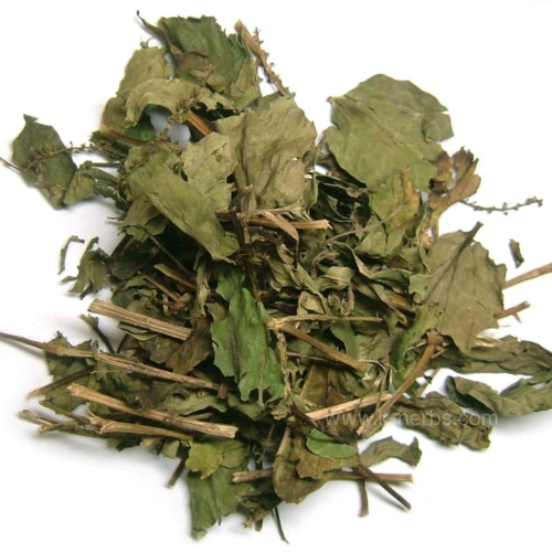 건조한 삼백초 전초