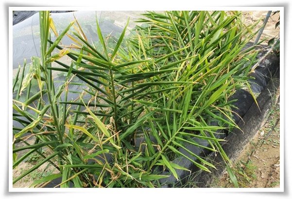 &quot;생강 심기&quot; 텃밭의 보물, 4월 ~ 5월 초 생강 심기로 건강과 맛을 동시에!