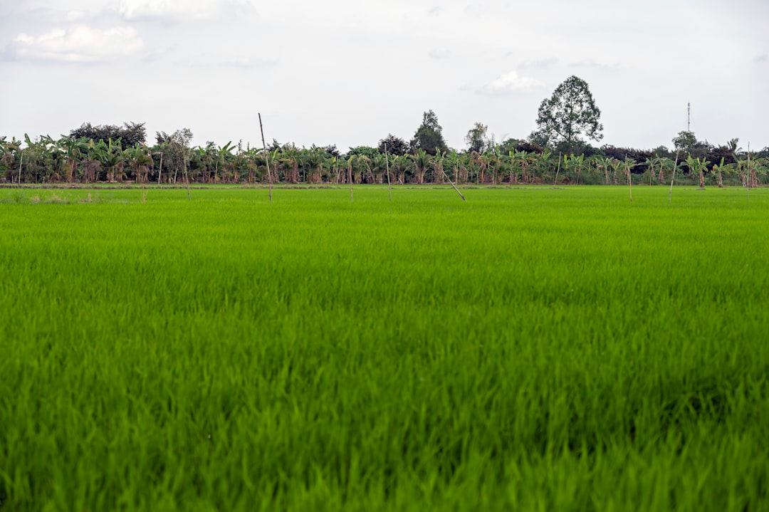 Agricultural subsidy