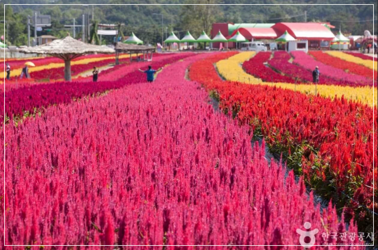 철원 가볼만한곳 베스트10 고석정 (꽃밭 포함)