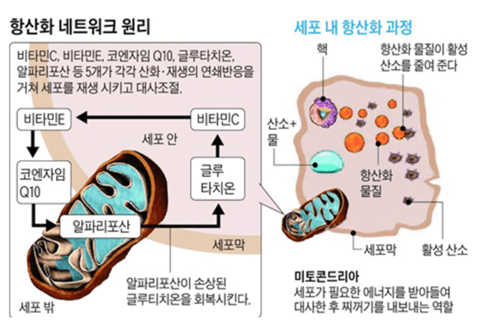 알파리포산 효능