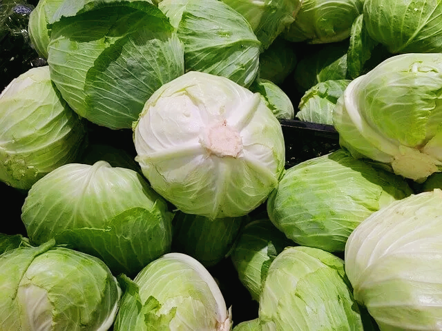 양배추 식이섬유 풍부