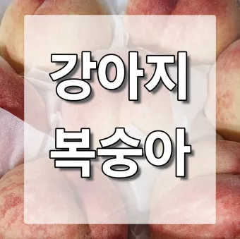 강아지 천도복숭아 먹어도 될까 안전한 급여 방법_24