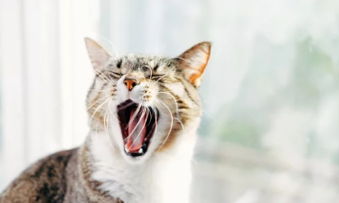 고양이 구내염/출처:어도비스톡