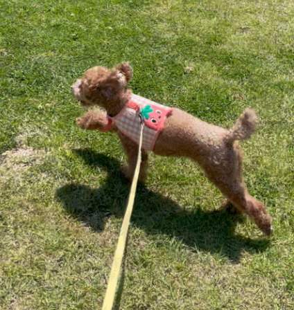 강아지 골절 종류, 증상, 수술 후 관리법 총정리