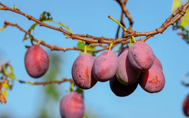 푸룬의 숨겨진 효능: 뼈 건강/콜레스테롤 개선
