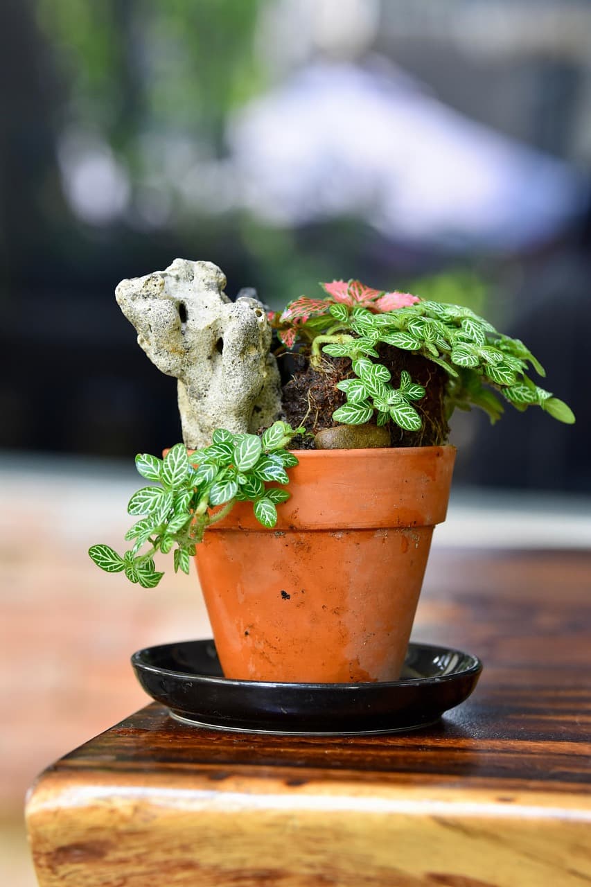 과습과 건조: 식물 건강을 위한 균형 찾기: 수분계 사용법