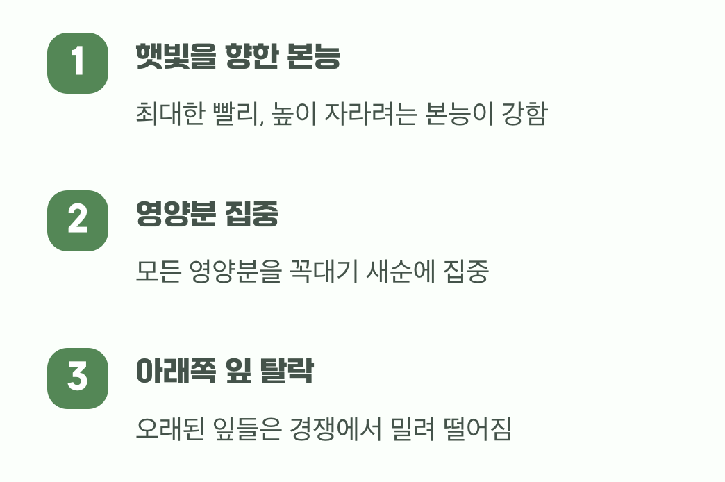 위로만 자라려는 고집쟁이 본능