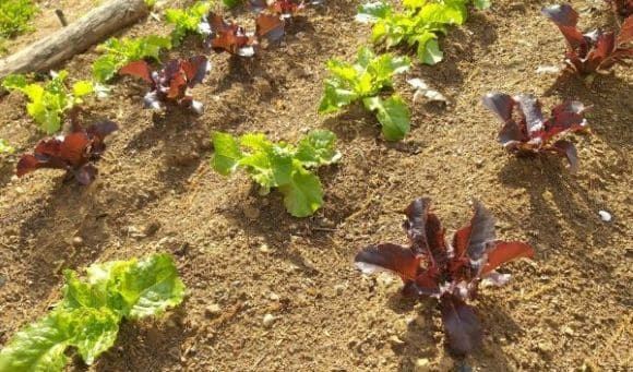 상추재배-상추-재배밭-토양요건-거름주기-밑거름