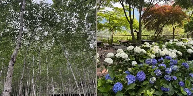 화담숲, 자연과 대화하는 힐링 트래블 가이드