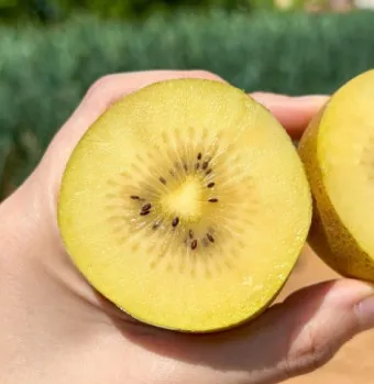 골드키위 효능 부작용_14