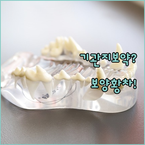 강아지 보약 보양황차 기관지 영양제 ..