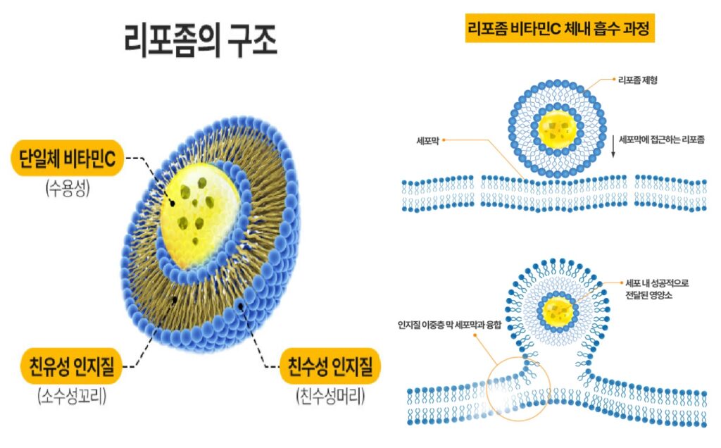 리포좀비타민C효능