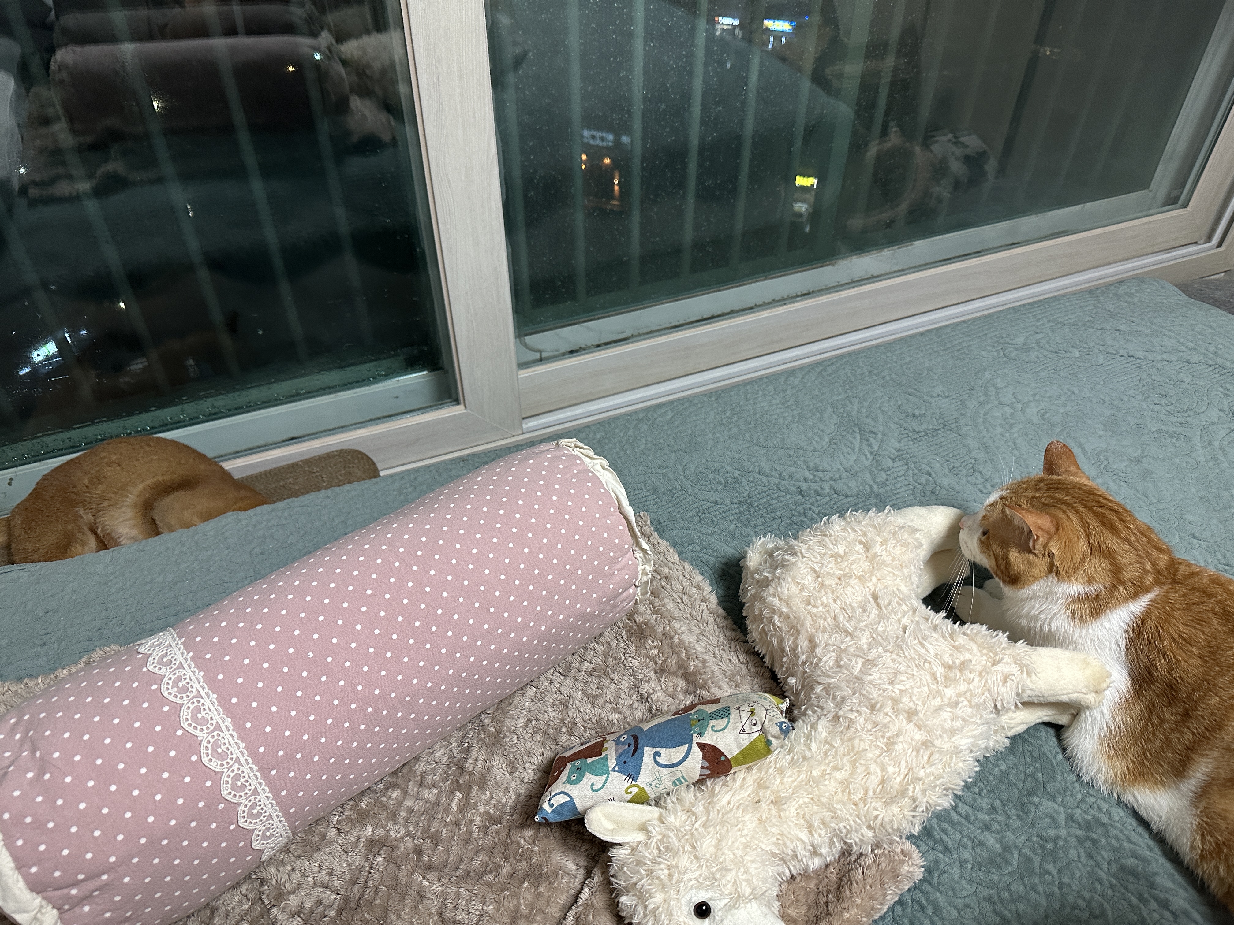 라마_인형_뒤에_숨어서_루나를_지켜보고_있는_막둥이