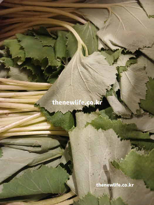 머위 효능 조리법 쓴맛