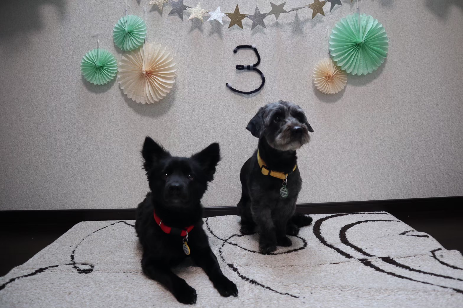 강아지 생일축하 기념사진