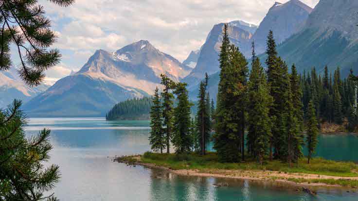 갑자일주 - 큰나무와 겨울의 찬물